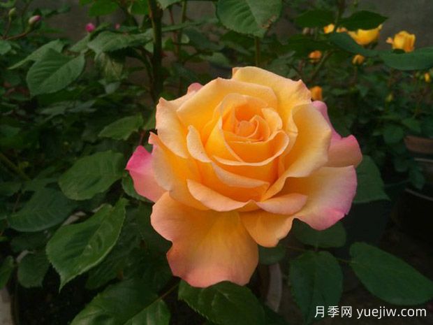 月季，真的是一月開一次嗎？(圖1)