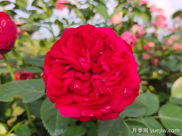 ***受歡迎的24種月季花，長得快開花多(圖1)