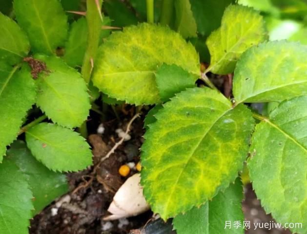 初冬月季出現(xiàn)大量黃葉，需要打藥嗎？(圖1)