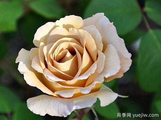 黃油硬糖月季的優(yōu)缺點是什么？(圖1)