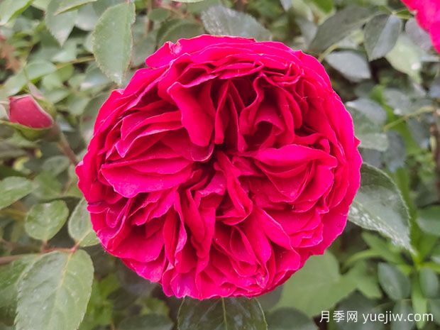 開(kāi)爆花的3個(gè)大花藤本月季，輕松打造整面花墻(圖3)