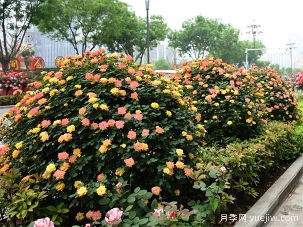 藤本月季廣泛應(yīng)用城市綠化，美化效果顯著(圖3)