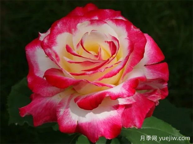 紅雙喜月季的優(yōu)點(diǎn)解析，不愧為著名的混色月季(圖2)