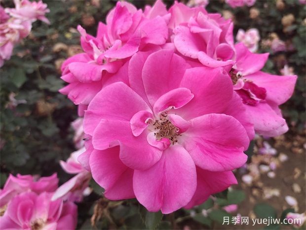 工程綠化常用豐花月季品種有哪幾種？7個(gè)好品種(圖1)