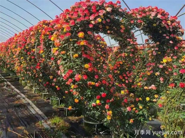 南陽常見的藤本月季造型有哪幾種？六大類美化園林(圖4)