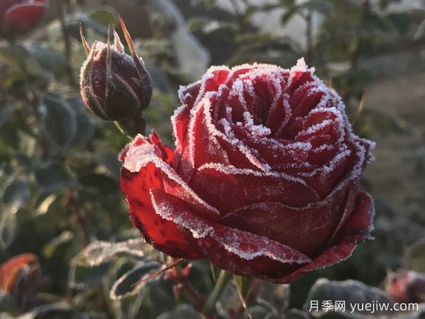 暴雪過后，月季苗該如何養(yǎng)護(hù)？才能放心越冬(圖1)