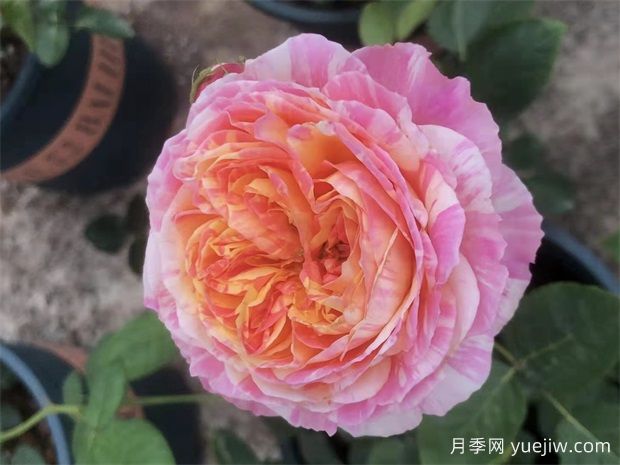 養(yǎng)月季，如何操作，才能花開不斷(圖1)