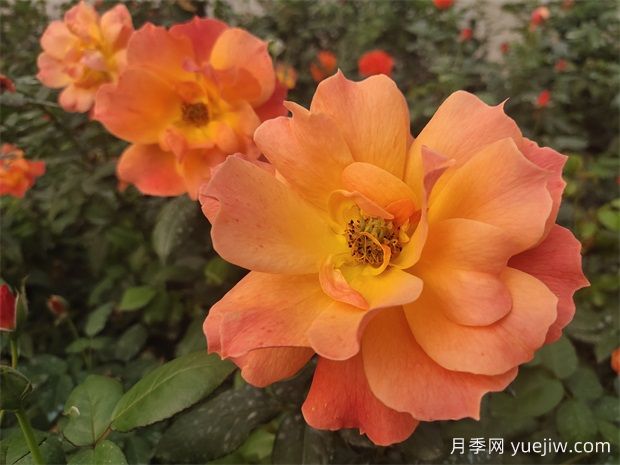 六大類型月季在綠化中的運(yùn)用！苗木工程人必看(圖2)