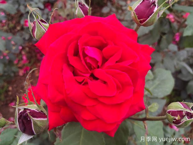 亞力克紅月季，香味濃郁花大花美(圖1)