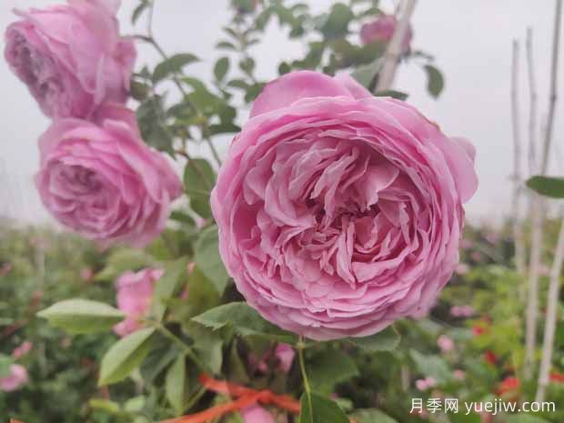 分享八款歐月月季花，顏值爆棚非常美麗(圖1)