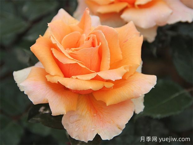 大花月季的肥料應(yīng)該如何施加，才能保證良好生長(zhǎng)？(圖1)