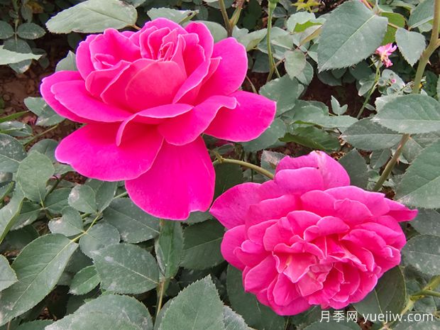 月季花的第二波花，如何讓花長(zhǎng)得更好？(圖1)