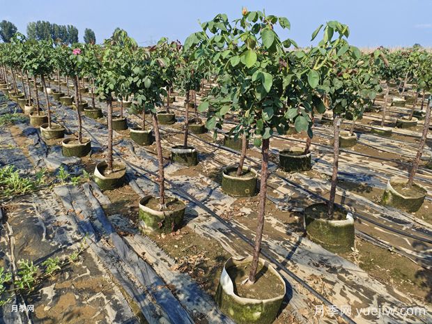 養(yǎng)植樹狀月季要注意什么？(圖1)