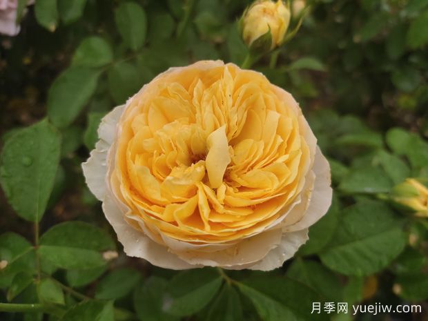 推薦一些適合做切花的品種月季？(圖1)