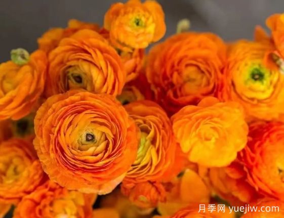 欲與牡丹爭(zhēng)艷的花毛茛“洋牡丹”，超高顏值(圖1)