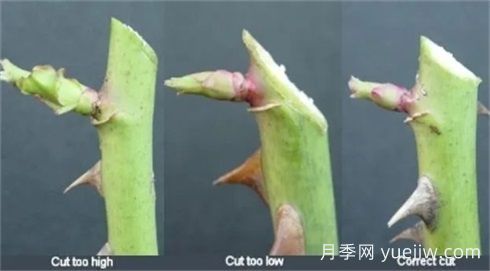 全面月季修剪教程：修剪時間、修剪程度及各類月季修剪方法(圖3)