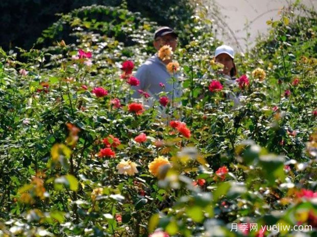 南寧花卉公園3萬株月季入盛花期，市民聞香而來(圖1)