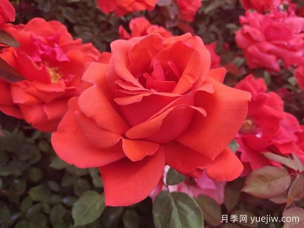 南寧花卉公園3萬株月季入盛花期，市民聞香而來(圖2)