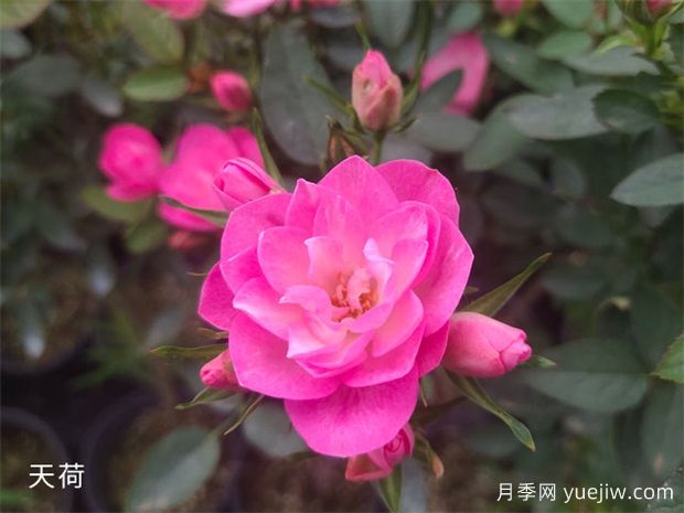 南寧花卉公園3萬株月季入盛花期，市民聞香而來(圖3)