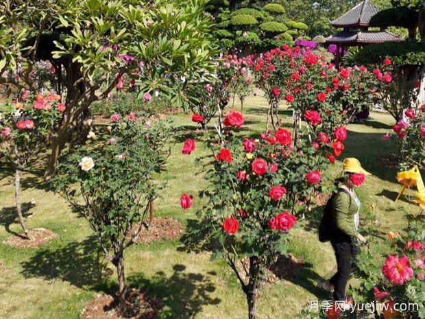 南寧南湖公園新年花季開展，2萬株月季盛放香飄滿園(圖2)