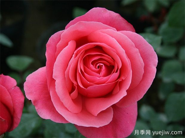 月季網(wǎng)：綠化工程必看，月季的八大類(lèi)型品種和應(yīng)用(圖1)