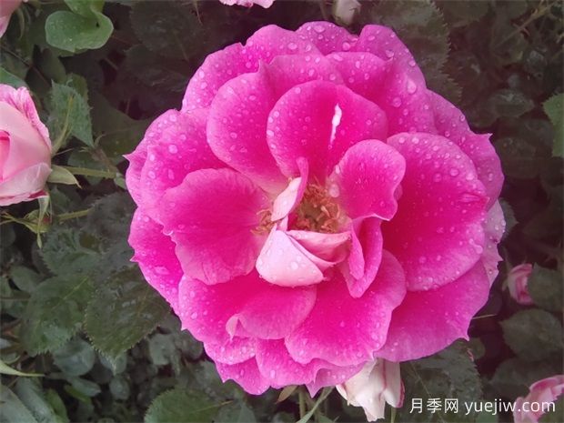 月季網(wǎng)：綠化工程必看，月季的八大類(lèi)型品種和應(yīng)用(圖2)