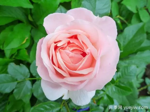 杜樂(lè)麗花園月季(圖2)