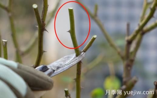 冬季修剪全掌握之灌木月季怎么剪？(圖2)