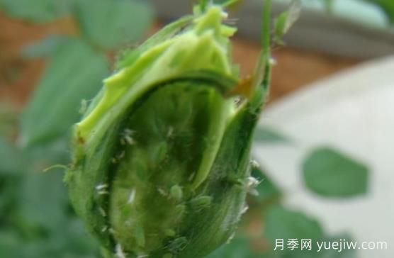 9種常見的月季病蟲害，癥狀與防治都在這里(圖2)