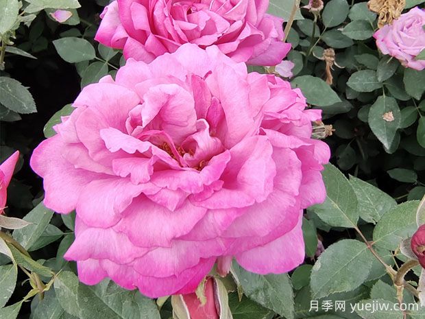 25個(gè)藍(lán)紫色月季品種大合集，天然藍(lán)紫美到心里(圖3)