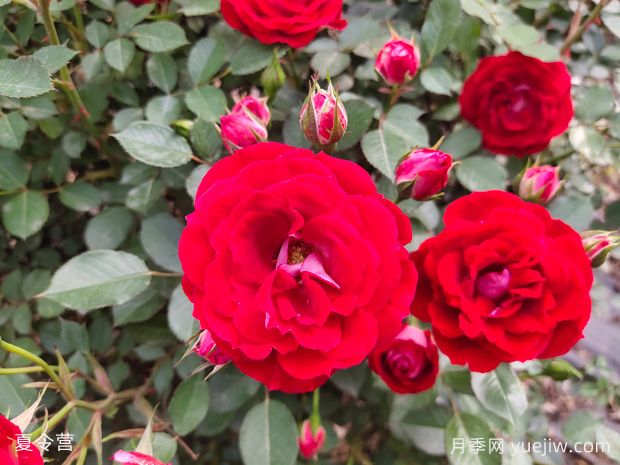 30種常見(jiàn)花卉養(yǎng)護(hù)大全(圖1)