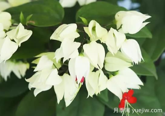 龍吐珠的生長習性和養(yǎng)殖注意事項(圖1)