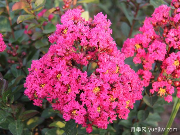 要想紫薇開花好，冬季修剪要認(rèn)真做(圖1)