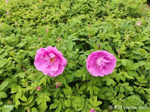 月季花和玫瑰花有區(qū)別嗎？(圖1)