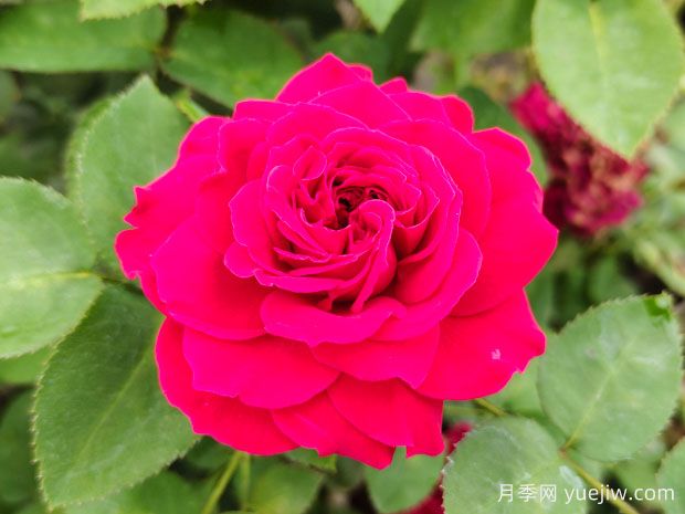 月季花和玫瑰花有區(qū)別嗎？(圖2)
