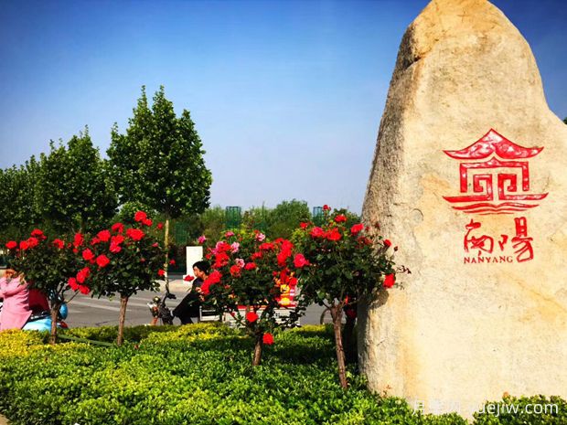 中國月季的魅力，看南陽月季的種類(圖3)