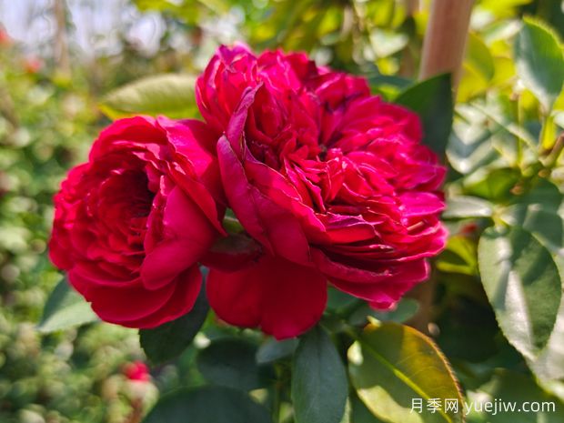 花量大到能遮陽的4種花卉，盆里加上阿司匹林，花比葉還多(圖1)