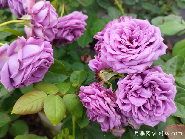 花店的玫瑰是切花月季，如何認(rèn)清月季與玫瑰、薔薇的區(qū)別(圖1)
