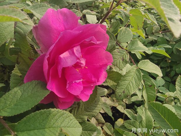 花店的玫瑰是切花月季，如何認(rèn)清月季與玫瑰、薔薇的區(qū)別(圖2)