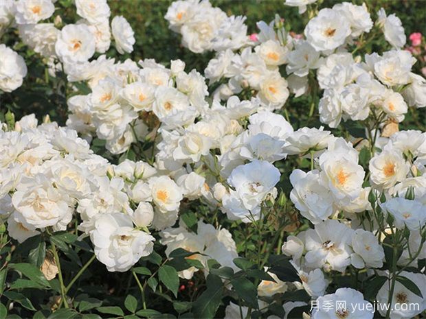 5個(gè)又耐陰又豐花的月季品種，花友有的選擇(圖1)
