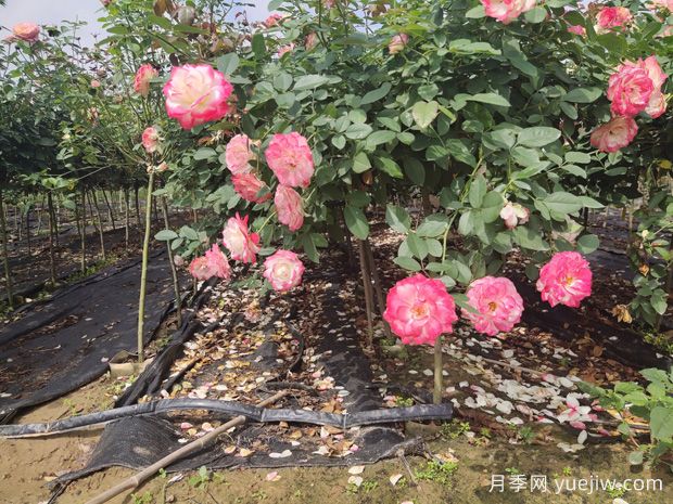 庭院首選棒棒糖樹(shù)狀月季，氣質(zhì)花卉，典雅大方(圖1)