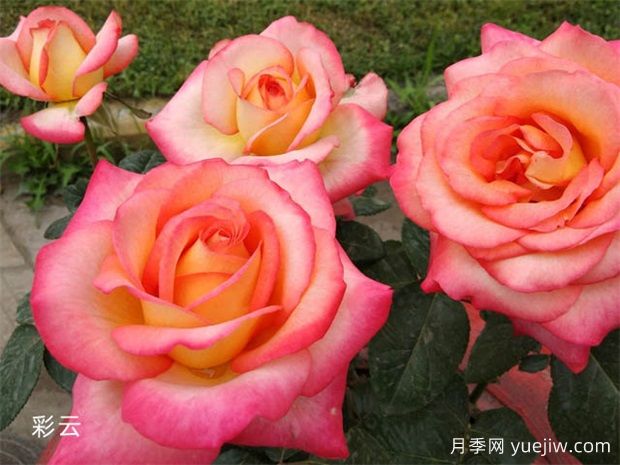 月季花養(yǎng)護：如何讓您的月季繁花似錦(圖1)