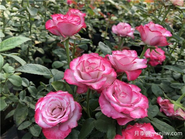 月季花養(yǎng)護：如何讓您的月季繁花似錦(圖2)