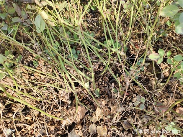 仙境盆栽月季杯苗粉色豐花，綠化工程批發(fā)(圖2)