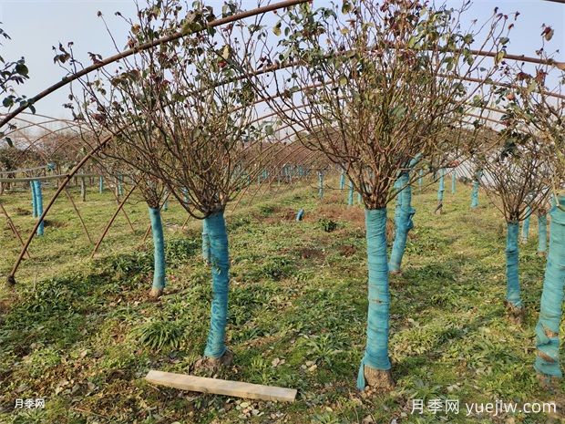 8-12公分高桿樹樁月季基地供應(yīng)出售，園林別墅大景觀(圖2)