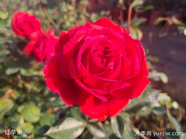 經(jīng)典中國(guó)紅微月看紅蘋(píng)果月季(圖1)