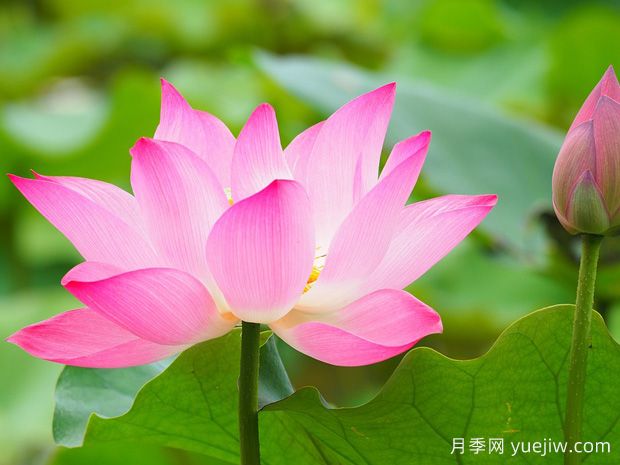 中國(guó)的四大名花還不知道是什么？(圖2)
