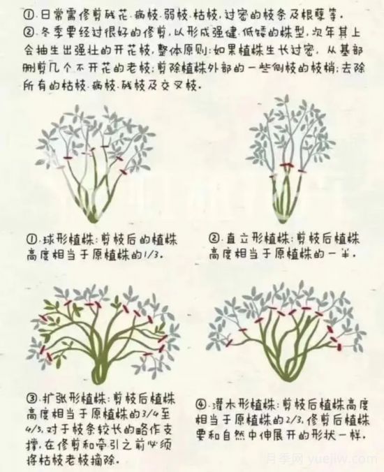 又快到春天月季修剪時，詳細圖解教你學會要領(lǐng)(圖1)