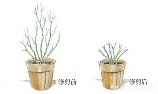 又快到春天月季修剪時，詳細圖解教你學會要領(lǐng)(圖2)