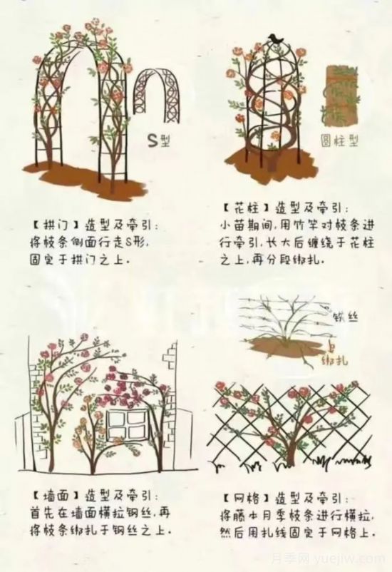又快到春天月季修剪時，詳細圖解教你學會要領(lǐng)(圖3)